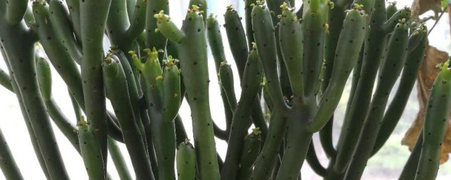 膨珊瑚花语寓意 关于膨珊瑚花语的寓意