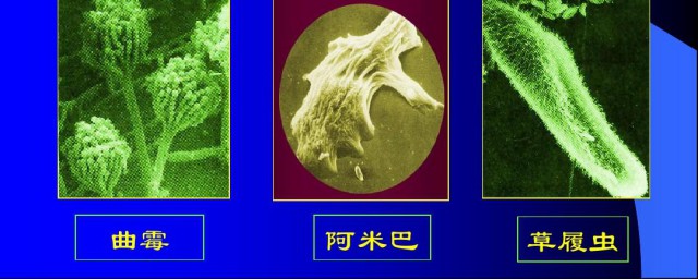 微生物有什么特点 微生物特点是什么