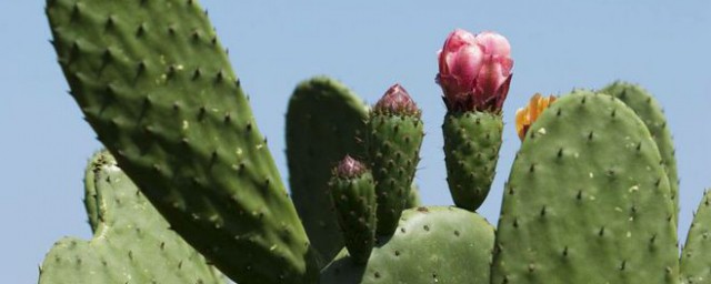 仙人掌的种植办法和注意事项 仙人掌怎样种植和忌讳