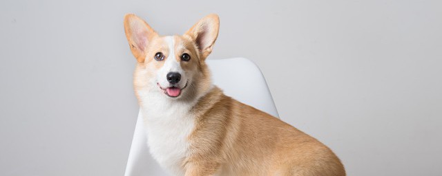 中型犬有哪些 关于中型犬的简介