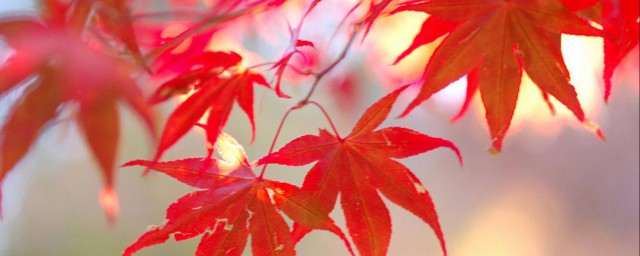 枫树的特征是什么 枫树介绍