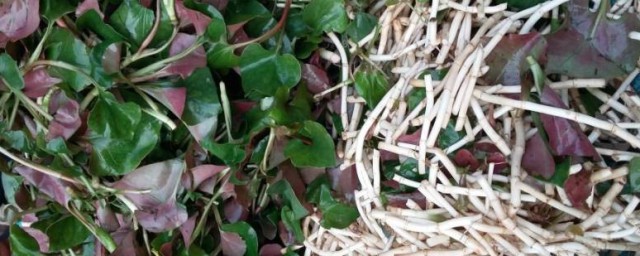 折耳根是鱼腥草吗 折耳根和鱼腥草是否相同