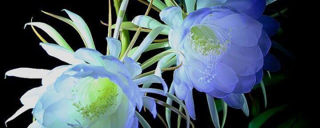 昙花怎样养殖方法 昙花如何养殖