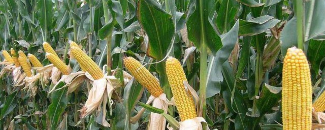 玉米去雄时间和方法 玉米怎么去雄