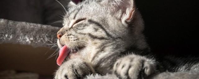 猫咪舔人什么意思 猫咪舔人含义