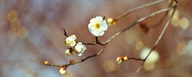 立春祝福的句子朋友圈 阳光暖心让人一见倾心