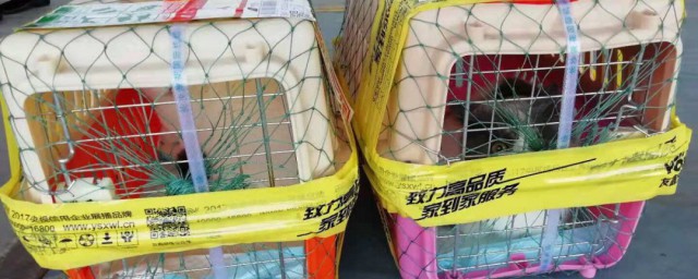 哪个物流可以托运宠物 可以托运宠物的物流介绍
