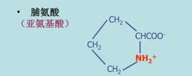 什么是亚氨基酸 亚氨基酸的定义