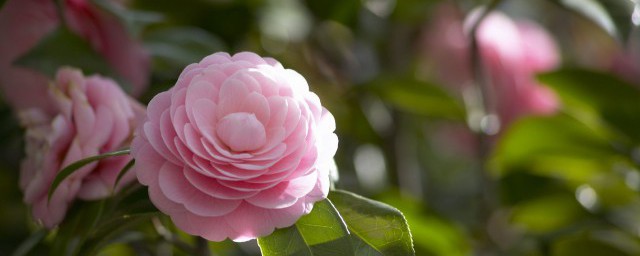 茶花可以泡水喝吗 茶花可不可以泡水喝