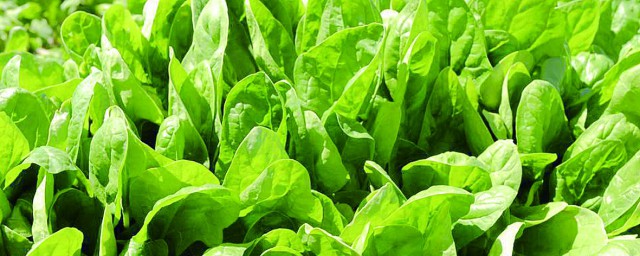 菠菜什么时候传入中国 菠菜传入中国的时间
