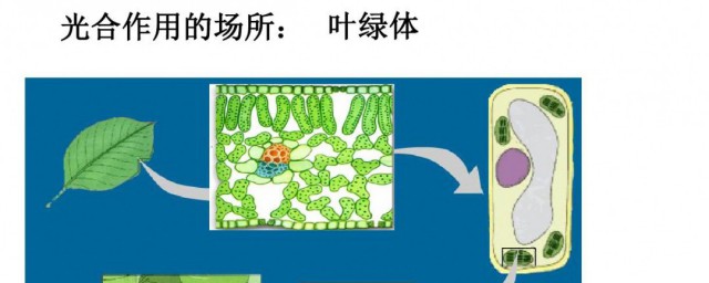 光合作用的场所 光合作用的场所是什么