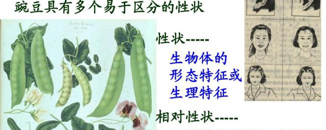 什么是相对性状 相对性状简介