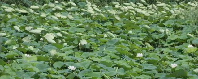 莲藕在池塘里怎样种植 莲藕在池塘里如何种植