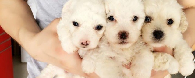 比熊犬怎样养 怎么养比熊犬