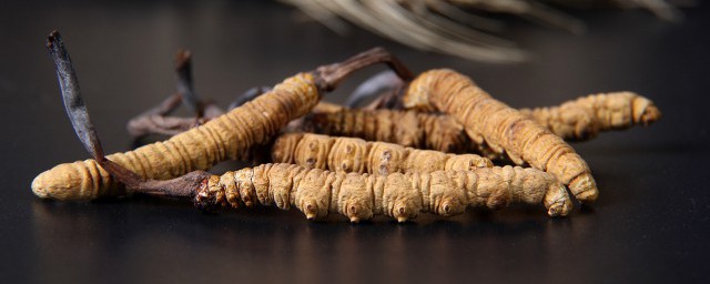 虫草炖鸽子的功效与作用 虫草炖鸽子有什么功效