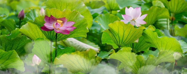 灼灼荷花瑞亭亭出水中的意思 灼灼荷花瑞亭亭出水中原文及翻译简介