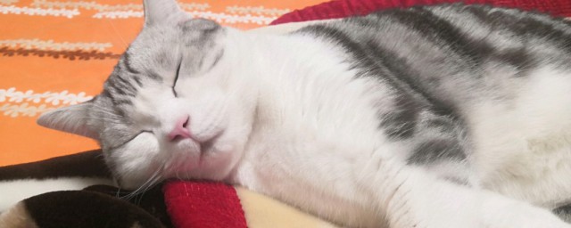 猫在那呼呼的叫什么意思 猫在那呼呼的意思
