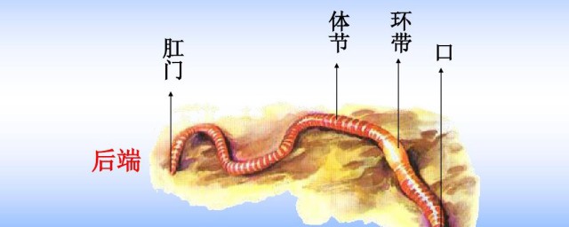 蚯蚓中间白色的环叫什么 蚯蚓简介