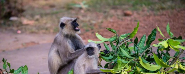 生物产生新个体的过程叫什么 生物产生新个体的过程介绍