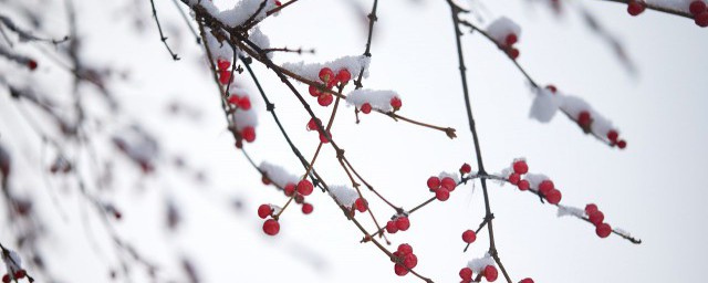 小雪什么意思 小雪的习俗简介