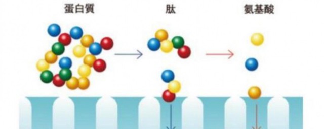 肽什么作用 肽作用是什么