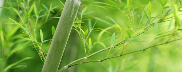 植物的作用是什么 植物的作用简介