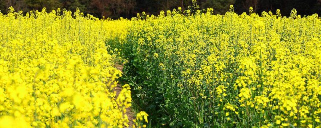 油菜花什么意思 油菜花介绍
