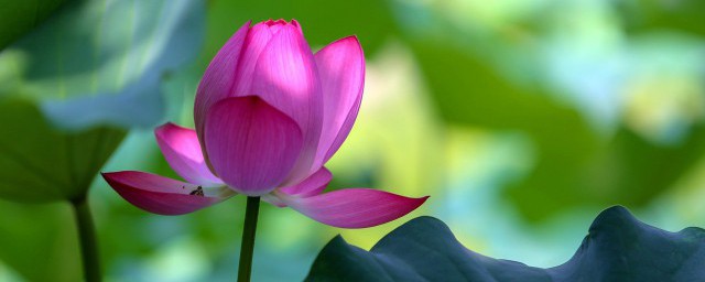 清水出芙蓉天然去雕饰是什么意思出自何处 清水出芙蓉天然去雕出处介绍