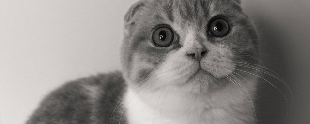 长毛狸花猫是什么品种 长毛狸花猫品种的介绍
