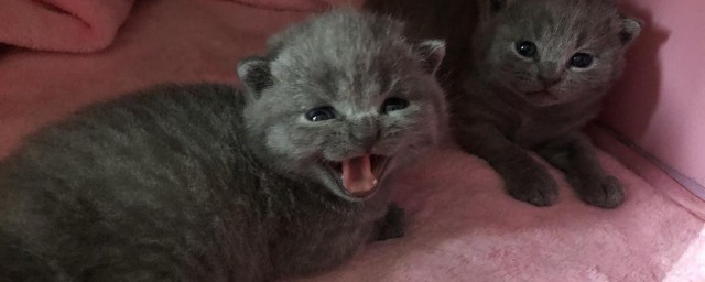 蓝猫能吃什么 蓝猫可以吃什么
