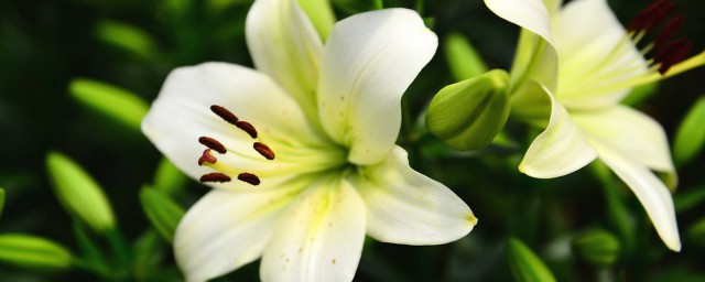 百合花如何画 百合花简笔画教程
