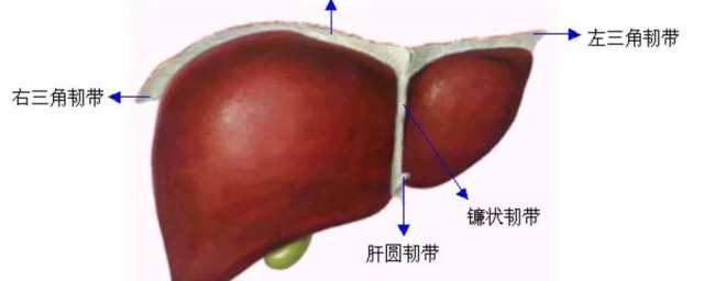 肝什么作用 肝的作用