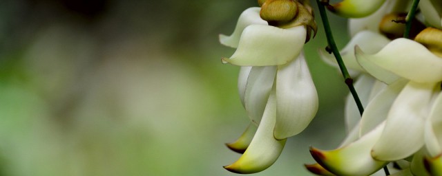 清远市花是什么 形状奇特的花朵