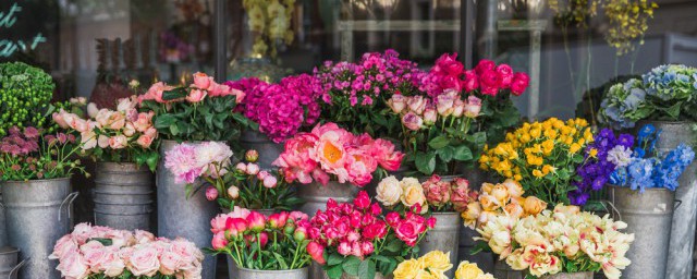 湘西市花是什么 湘西市花是什么花