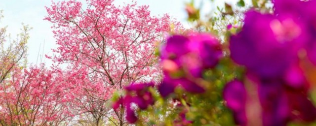 河源市花是什么 河源市花简介