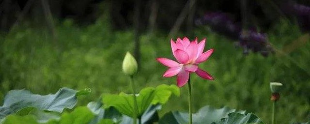 东营市花是什么 什么花是东营市花