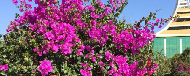 德宏市花是什么 德宏市花是什么花