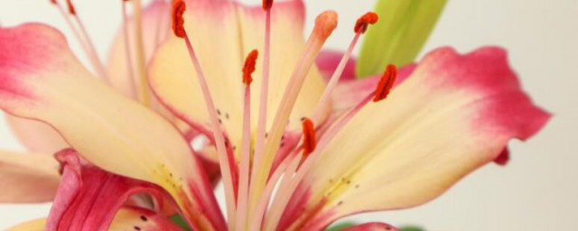 白城市花是什么 白城市花是啥