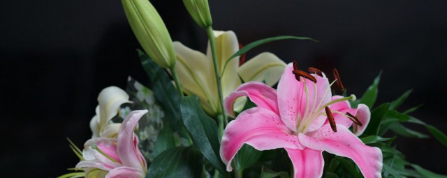 百合花不能乱送 百合花不能乱送的原因