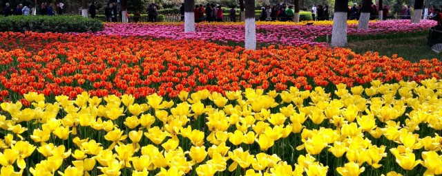 银川市花是什么 银川介绍