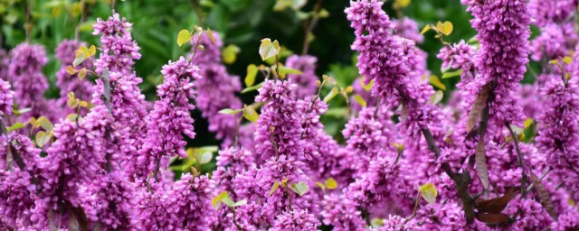 湛江市花是什么 湛江市花