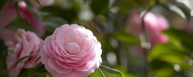 宝鸡市花是什么 宝鸡市花是什么花