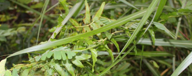 兔儿菜的功效与作用 兔耳草作用