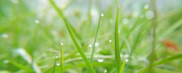 天街小雨润如酥的意思 天街小雨润如酥意思简介