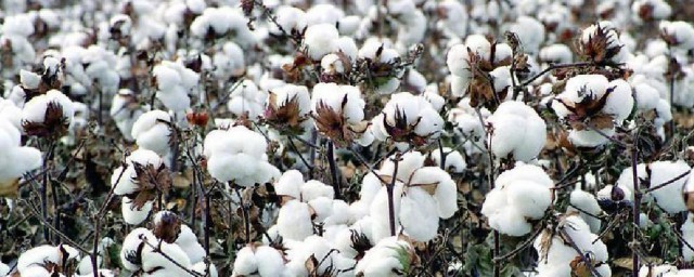 一千克棉花和一千克铁哪个重 一千克棉花和一千克铁一样重吗