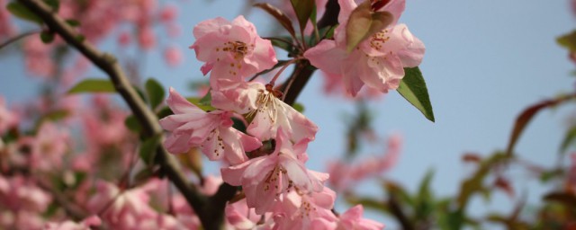 吹红了桃花吹绿了柳树是什么歌 吹红了桃花吹绿了柳树歌曲
