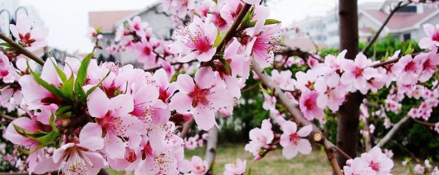 桃花和杏花哪个先开 桃花和杏花花期简介