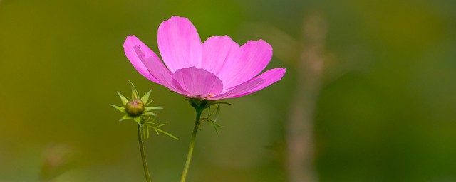 拉萨市花是什么 拉萨市花