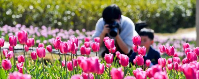 新余市花是什么 新余的市花是哪种