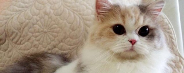 折耳猫怎么培育出来的 折耳猫如何培育出来的